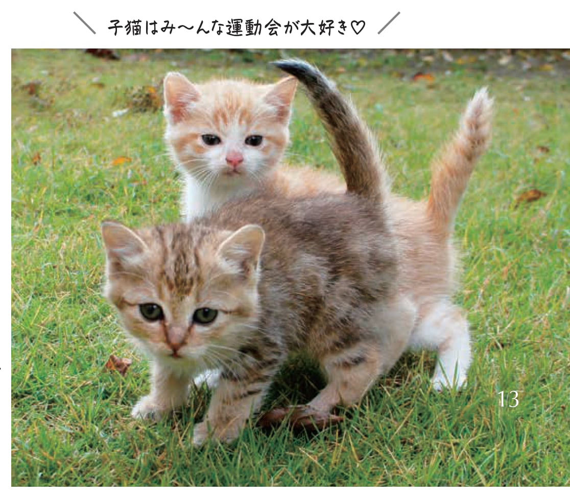 運動会ねこ