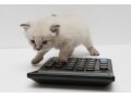 「まとめ買い」で食費節約を成功させるコツ