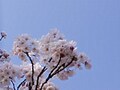 社会人になったら株デビューしよう！