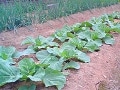 有機野菜・地産地消とは
