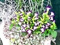 彩り涼やかに、夏を乗り切る寄せ植え