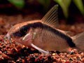 コイの仲間の飼い方