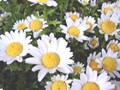 若貴から学ぶ兄弟の育て方