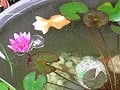 ウォーターガーデンを楽しむ