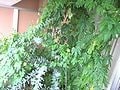 住まいの熱中症予防法