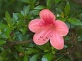 常緑樹の種類と楽しみ方