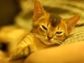ゴロゴロ猫のきもち・BEST5
