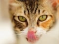 猫は瞳孔で気持ちがわかる？目を見て読み取る、猫の気持ち