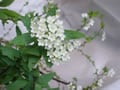 イメジェリーで出産　花のイメージで産む