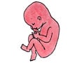 妊娠５ヶ月ってどんな時期？