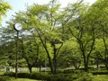 番外編！芸能界もバイリンガル育児が人気