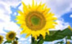 【サイト】お子さんの疑問を解決 調べ学習Part2　身近な植物・野菜を調べよう！