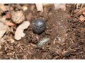 だんご虫の飼い方や生態が分かる昆虫サイト！ダンゴムシ博士になろう