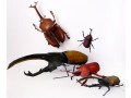 カブトムシ工作にペーパークラフトを無料ダウンロード！