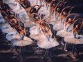 ニューヨークのエンタメ（ブロードウェイ・ジャズ他）