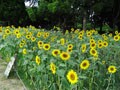 向日葵の花の力をかりたアートプロジェクト