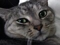 ねこのかわいい撮り方