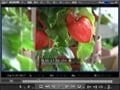 EDIUS Neo 2 がアップデート「EDIUS Neo 2 Booster」