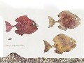 作者が込めた真のメッセージとは？　名作絵本『スイミー』の真相