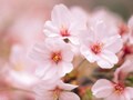 タカラジェンヌと桜