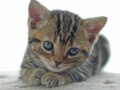 やっぱり「やっぱり猫が好き」が好き!!