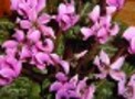 フラワーアレンジに役立つ！花の小事典vol.1　【12月の花】シクラメン