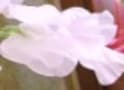 フラワーアレンジに役立つ！花の小事典vol.4　【3月の花】スイートピー