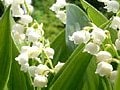 フラワーアレンジに役立つ！花の小事典vol.6　【5月の花】スズラン