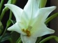 フラワーアレンジに役立つ！花の小事典vol.8　【7月の花】ゆり