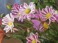 フラワーアレンジに役立つ！花の小事典vol.12　【11月の花】マム