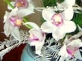 フラワーアレンジに役立つ！花の小事典vol.13　【1月の花】シンビジウム
