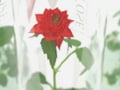 小さくて可愛い癒しのギフト・フィンガーローズ　守ってあげたくなる小さなお花