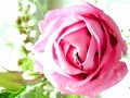 フラワーアレンジに役立つ！花の小事典vol.18　【7月の花】トルコギキョウ