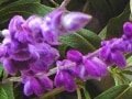 【11月の花】アメジストセージフラワーアレンジに役立つ！花の小事典vol.22