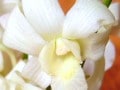 【4月の花】デンファレ 花の小事典vol.27