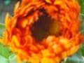 【2月の花】キンセンカ