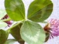 親子で作る、懐かしの花かんむり！