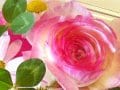 プチ花畑で癒しの空間作り！