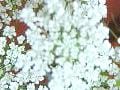 【6月の花】レースフラワー