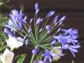 【7月の花】アガパンサス