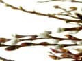 【3月の花】ネコヤナギ