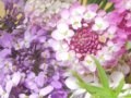 【6月の花】イベリス（キャンディタフト）