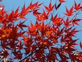 紅葉のカラーコントロールは、露出補正で