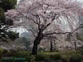 桜のピンク色をきれいに撮るには