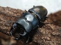 クワガタをかっこよく撮る方法～前編