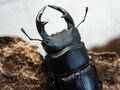 クワガタをかっこよく撮る方法～後編