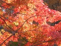 定番！紅葉撮影地スポット情報