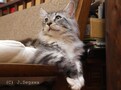 ネコのポートレートを撮ってみよう