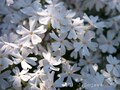 春の花を撮るときの5つのポイント