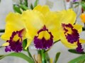 らんの花を効果的に撮るポイント